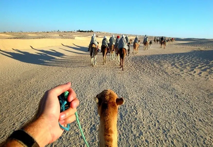 Camel ride in the Sahara desert Tunisia
