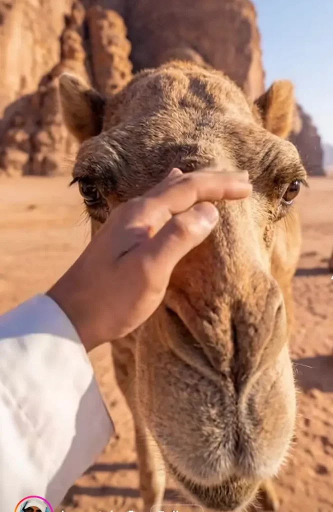 Camel riding at sunset during a Sahara 2 day tour from Sousse in Tunisia