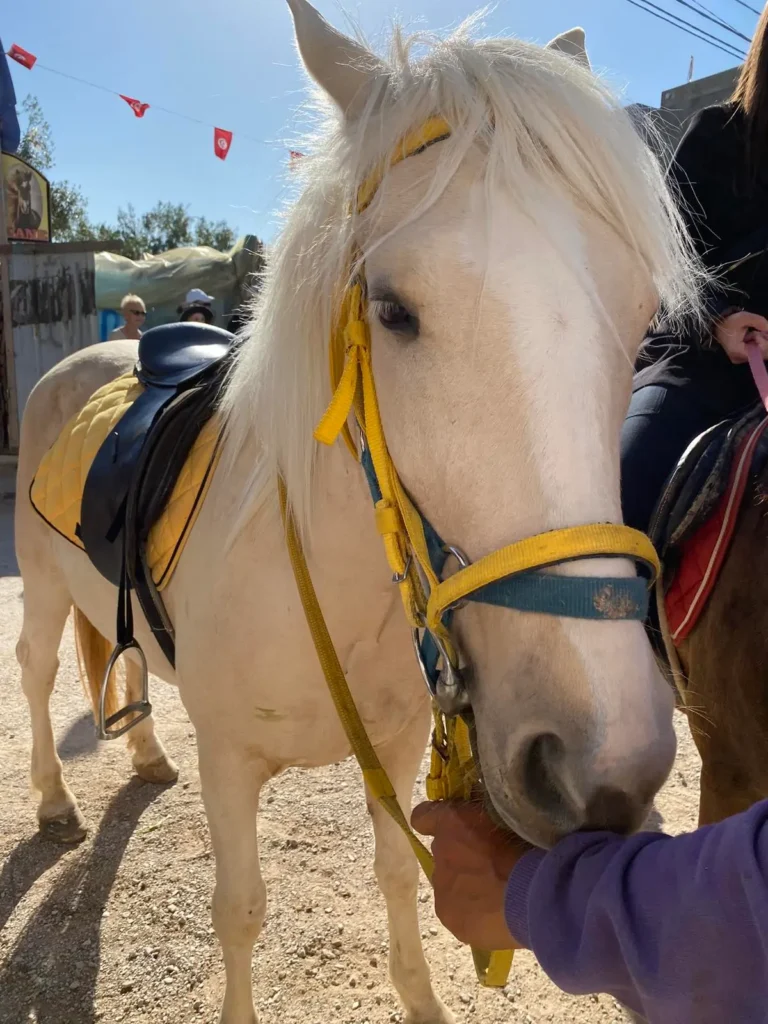 Horse riding in Sousse Tunisia on the beach during sunset