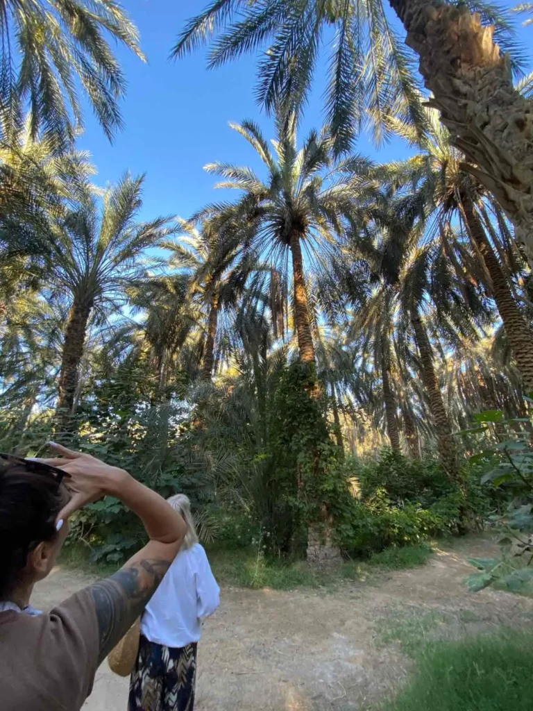 Palm oasis in Tozeur on a Sahara 2 Day Tour from Sousse